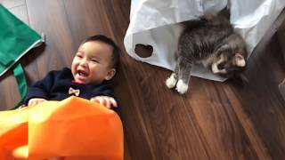 福袋を我が物にする猫 ノルウェージャンフォレストキャット Cat making lucky bag my own [upl. by Htebazil]