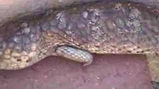 Bobtail Lizard climbing Stairs [upl. by Hellah436]