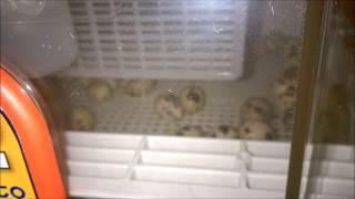 Hatching Quails in my new Covatutto 162 Incubator [upl. by Ecirad461]