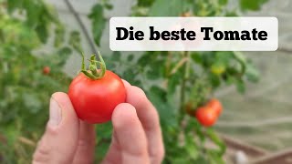 Nach 20 Jahren Suche endlich gefunden Diese TomateSorte ist meine neue Top 1 [upl. by Enilemme]