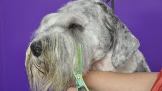 Grooming Guide  How to groom a Labrdoodle  Schnauzer Trim  Pro Groomer [upl. by Florenza155]