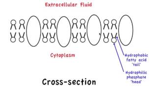 13 Amphipathic properties of membrane proteins [upl. by Eldnek945]