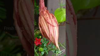 Brahma Kamal  Epiphyllum oxypetalum brahmakamal flowers garden shorts [upl. by Eltsirhc571]