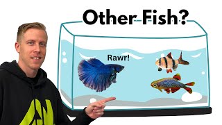 Aggressive Betta Fish Attacking Other Fish REACTION [upl. by Patti]