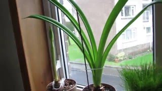 Update On My Amaryllis Plants [upl. by Demah503]