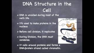 DNA [upl. by Barb]