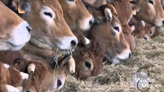 Réalisation Films Vidéo Elevage Bovin race viande Parthenaise Vaches stabulation [upl. by Shauna]