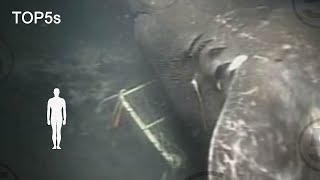 5 Most Mysterious amp Unexplained Sea Creatures [upl. by Eslehc]