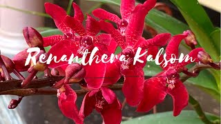 Renanthera Kalsom Red Dragon Orchid  Home Garden [upl. by Vadim]