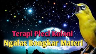 Terapi Pleci Koloni Auto Ngalas Bongkar Materi  Simulasi Lomba Pleci pleci terapipleci burung [upl. by Nelle]