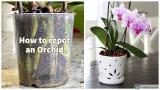 How to repot an Orchid [upl. by Ruff533]