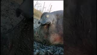 DUROC  Pregatirea de traditie  Taierea Porcului [upl. by Parrisch441]