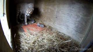 Milani Gives Birth to 5 Cheetah Cubs [upl. by Dyun]