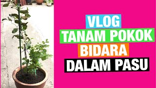 Tanam pokok buah Bidara dalam pasu [upl. by Lehcem]