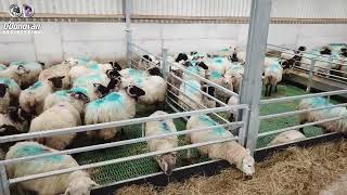 SHEEP SHED WITH PLASTIC SLATS [upl. by Saw663]