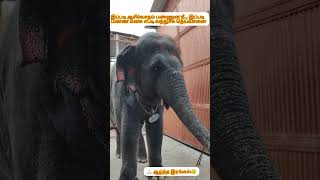 tiruchendur elephant ஆழ்ந்த இரங்கல் 😥ஒரு நிமிஷத்துல அவரு உசுற எடுதுட தெய்வானை ytshorts tamil [upl. by Ernst]