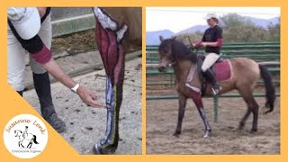 Biomecánica del Caballo Anatomía en Movimiento  Suspensión del menudillo músculos y tendones [upl. by Dolorita]