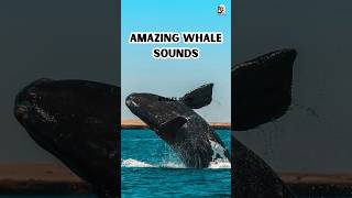 Amazing whale sounds  whale singing wildanimals whale whalesounds shorts [upl. by Lorrie]