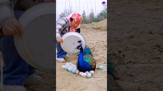 peacock feather background video peacock shorts song bollywood hindisong lovesong [upl. by Neerual]