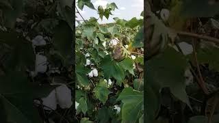 Texas Cotton Field [upl. by Hameerak191]