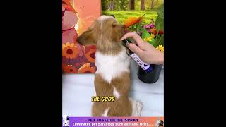 40 Off Pet Insecticide Spray [upl. by David354]