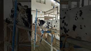 Docile animal you want treatment dairy dairyfarming milk dairyfarming cholistani cow [upl. by Nyved]