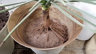 Growing Joshua Trees from Seeds Years 3742 [upl. by Chi731]