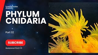 Phylum cnidaria Classes of cnidriaClass Hydrozoa  colonial Hydroid obelia GoonionemusHydra [upl. by Seuqirdor]