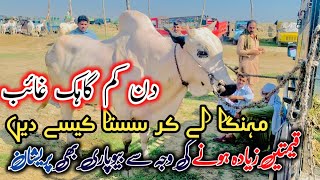 Bewapari pareshan 😪 Fateh jangi and Dasi bulls on gondal mandi latest update 2024 [upl. by Berri530]