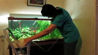 How to easily vacuum the gravel in a planted aquarium [upl. by Caputo]