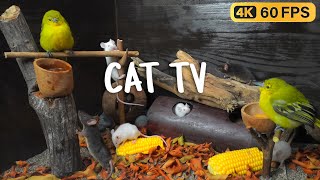 Cat TV Cutest Mice Play Hide and Seek  Ultimate Mouse Chase Fun for cats to watch 4k 8 hours [upl. by Otipaga518]