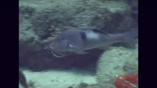 Goatfish Feeding on Eel [upl. by Asimaj]