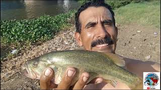 PESCA DE LOBINAS Y MOJARRAS TILAPIAS EN EL RIO HUMAYA muy buena pesca [upl. by Kathryne466]