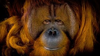 El Orangután Sobreviviendo en la Selva  DOCUMENTAL TV2 [upl. by Ahsimed267]