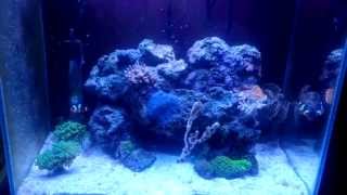 Nano Reef Fluval Edge New aquascape [upl. by Aridan]