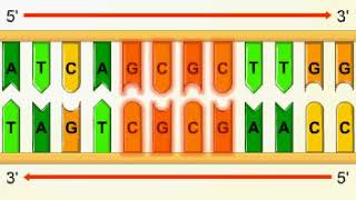 Palindromic sequences [upl. by Capon]