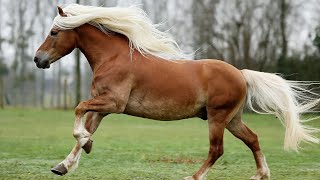 Race dAutriche  LHaflinger le célèbre cheval du Tyrol qui possède une robe dorée caractéristique [upl. by Iruj]