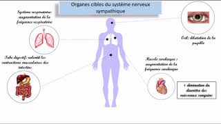 Le système nerveux autonome SNA [upl. by Nishom]