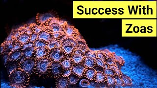 How To Keep Zoas  Zoanthid Care Guide [upl. by Nelda538]