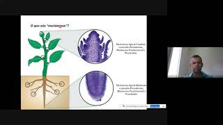 Meristemas e Desenvolvimento da Planta [upl. by Ennayr]