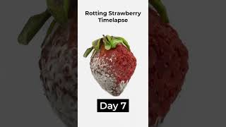 Rotting Strawberry timelapse food strawberry [upl. by Stoeber416]