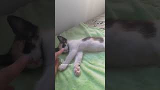 Adorable Kitten’s Sleepy Paws Reaction 🐾😴 cat kitten cute toebeans ananas satananas [upl. by Jenn383]