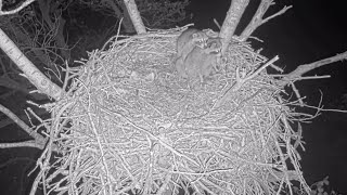 Kansas Eagles 111424 Raccoon Date Night on the Nest Mating Attempt [upl. by Naujud678]