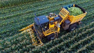 Sweet harvest  Oxbo 2475 corn picker  Organic sweet corn harvest 2017 [upl. by Yardley866]