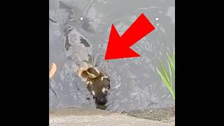 A chick almost eaten by a carp🦆 Mother duck quacks to gather her ducklings🐤🐟️ [upl. by Khalid104]