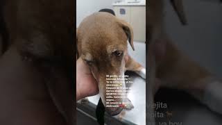 Ultimo adios a mi perrita  Despedida Triste [upl. by Salema536]