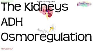 The Kidneys ADH amp Osmoregulation  Biology GCSE and iGCSE [upl. by Annaoj]