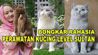 Perawatan Kucing Level Sultan [upl. by Ahsilef]