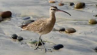 Whimbrel Bird on Vacation [upl. by Oaht]