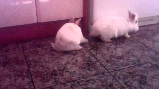 Como hacen el amor los conejos1 [upl. by Jehoash39]